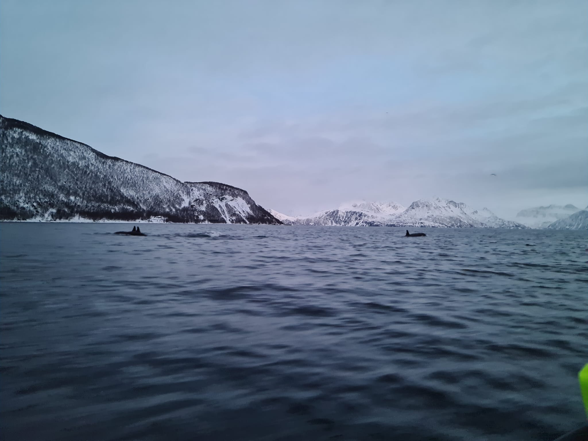 Observation des baleines depuis Tromso